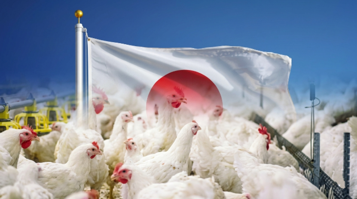 Milyar Dolarlık Pazarda Dengeler Değişti! Japonya Yönünü Türkiye’ye Çeviriyor!