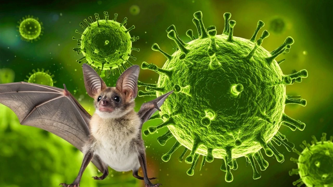 Nipah Virüsü Alarmı: DSÖ Acil Araştırma Çağrısı Yaptı